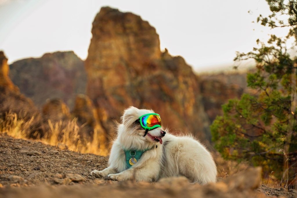 The Dog Guide Bend - Luna at Smith Rock State Park