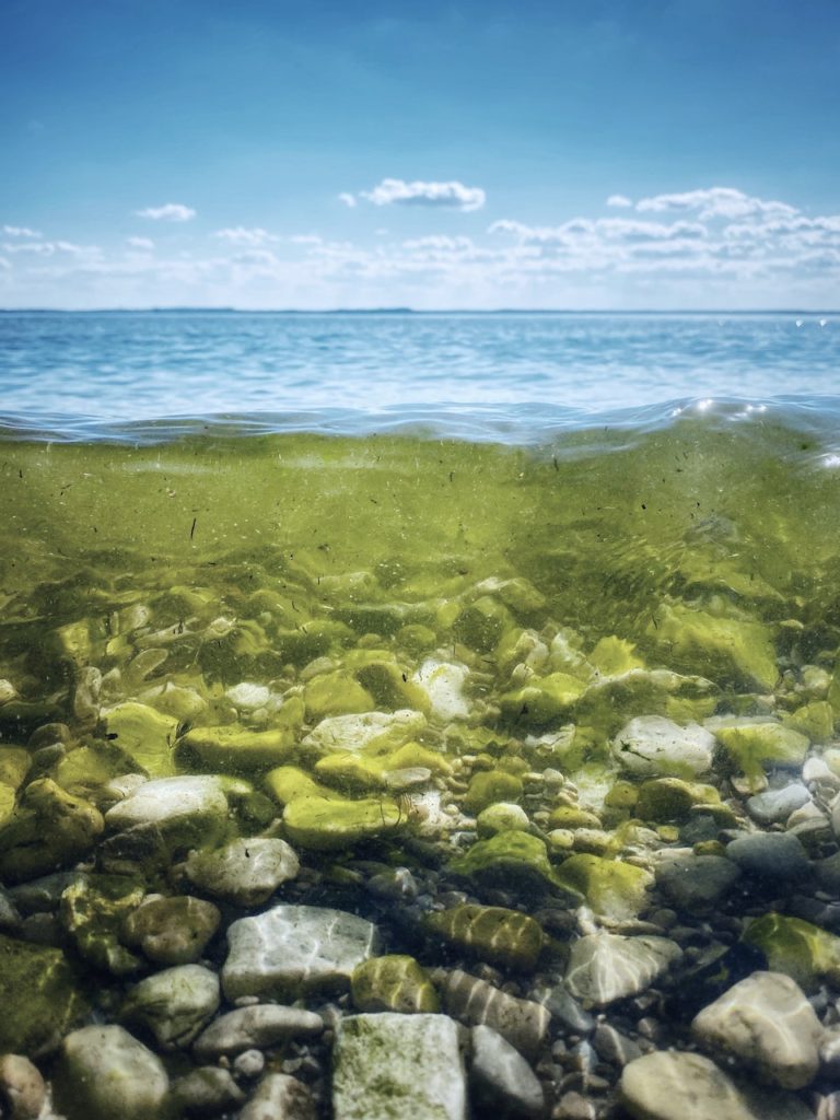 Toxic algae and how to avoid it