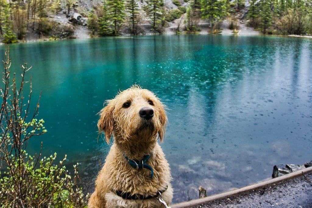 The Dog Guide Bend - toxic algae