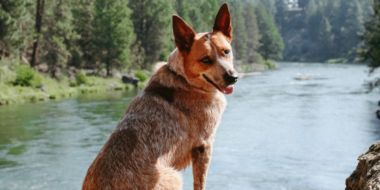 Arlo looking back at the best dog park in Bend