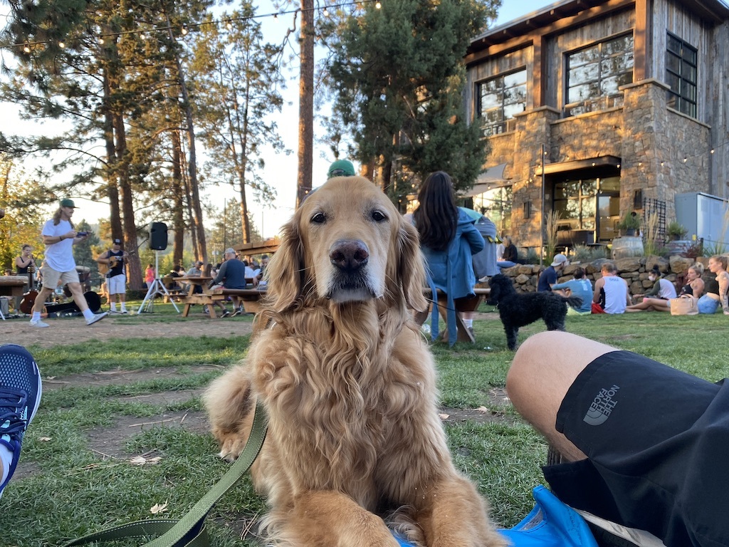 Taylor the Golden hangs out at Bend Brewing Company on the Deschutes River