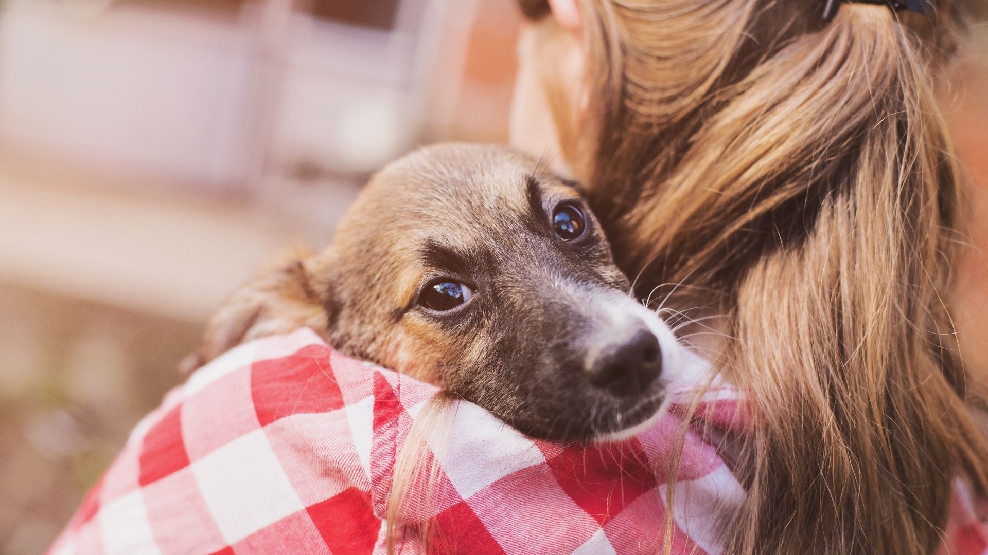 Foster pup changes owners life