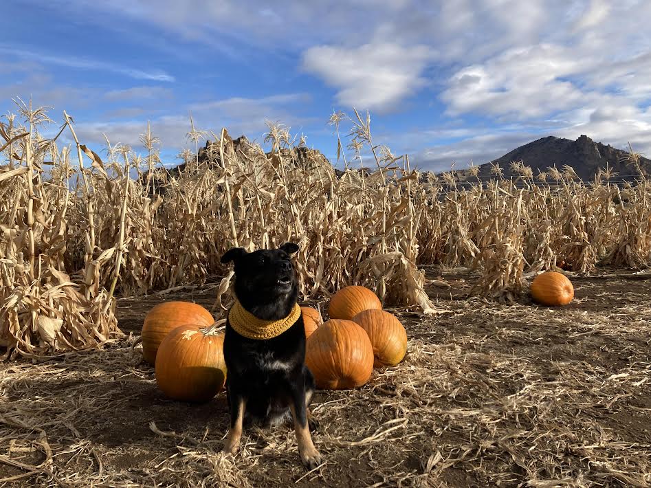 are-pumpkin-guts-good-for-dogs