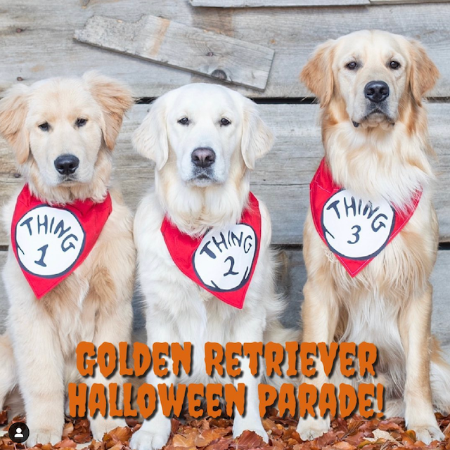 CO Goldens Halloween Parade