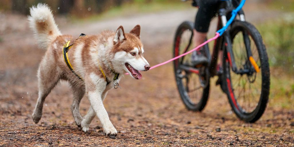 The Ultimate Fall Activities for Your Dog