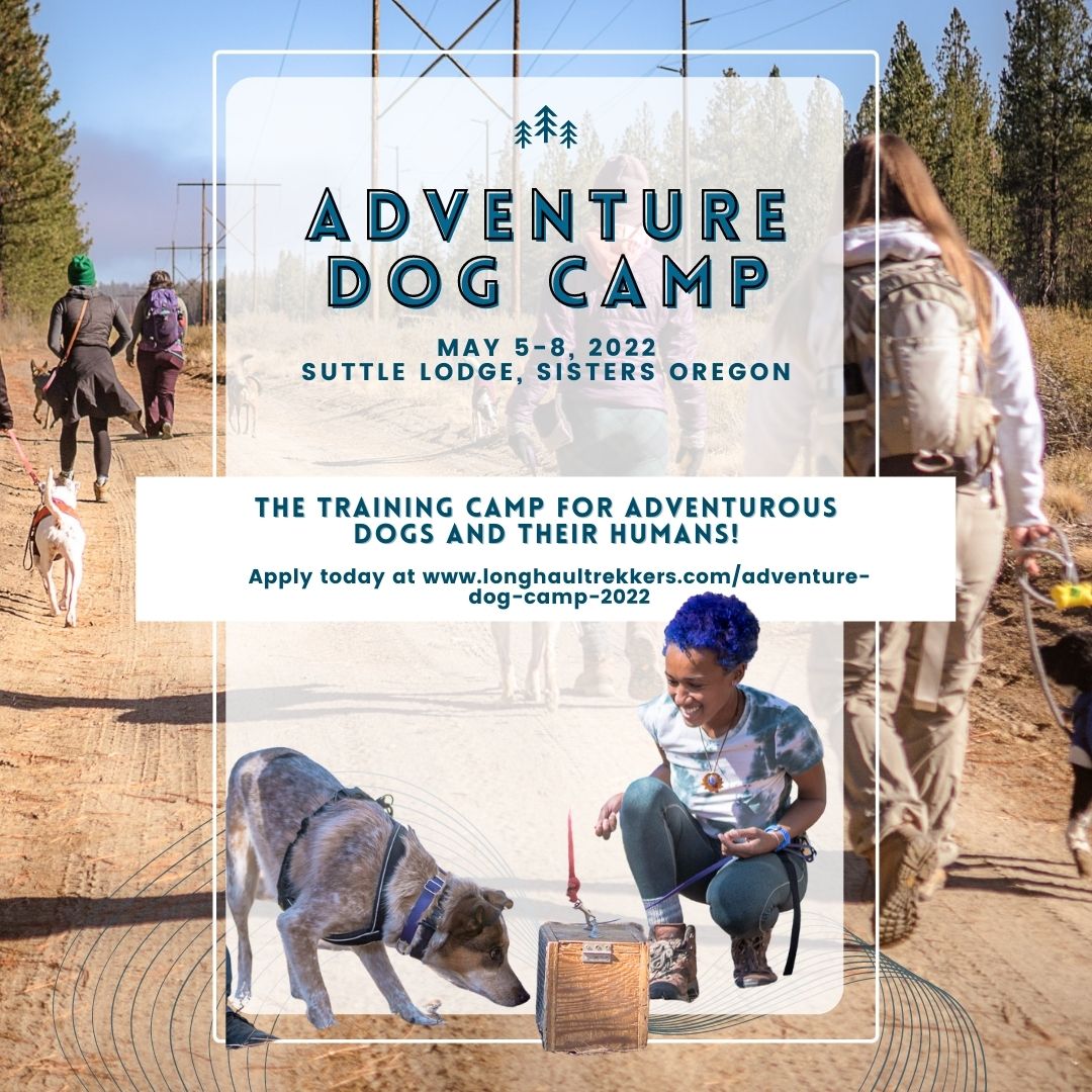 Adventure Dog Camp