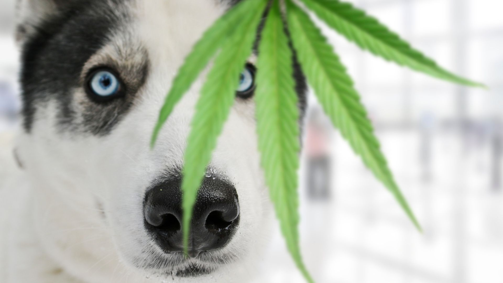 THC poisoning in dogs