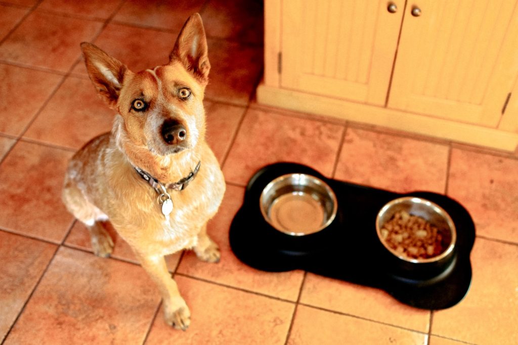 Arlo, the picky eater, staring at his mom