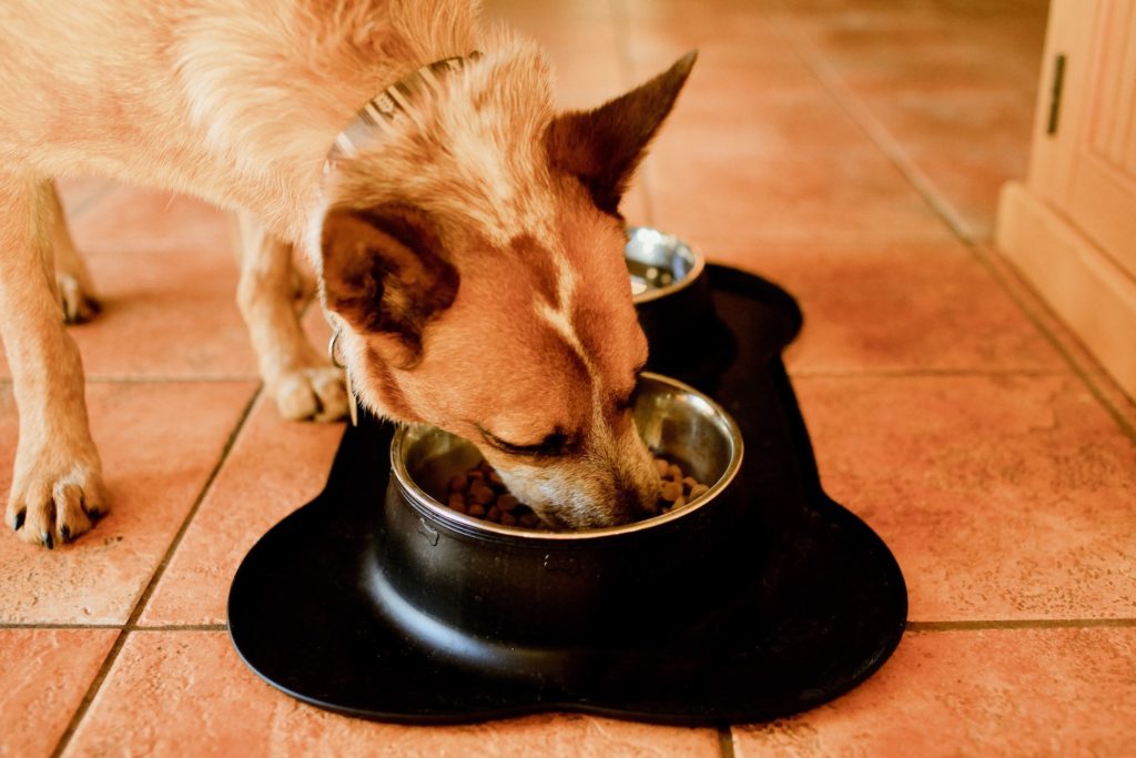 Arlo, the picky eater, finally eating his meal