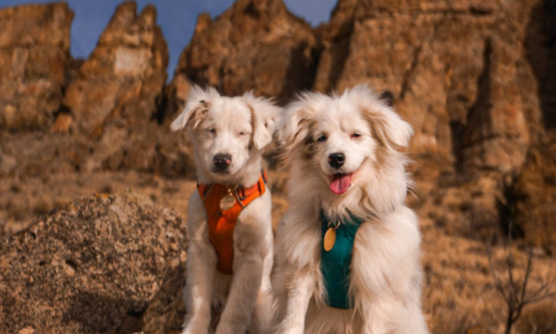 John Day Fossil Beds National Monument with a dog