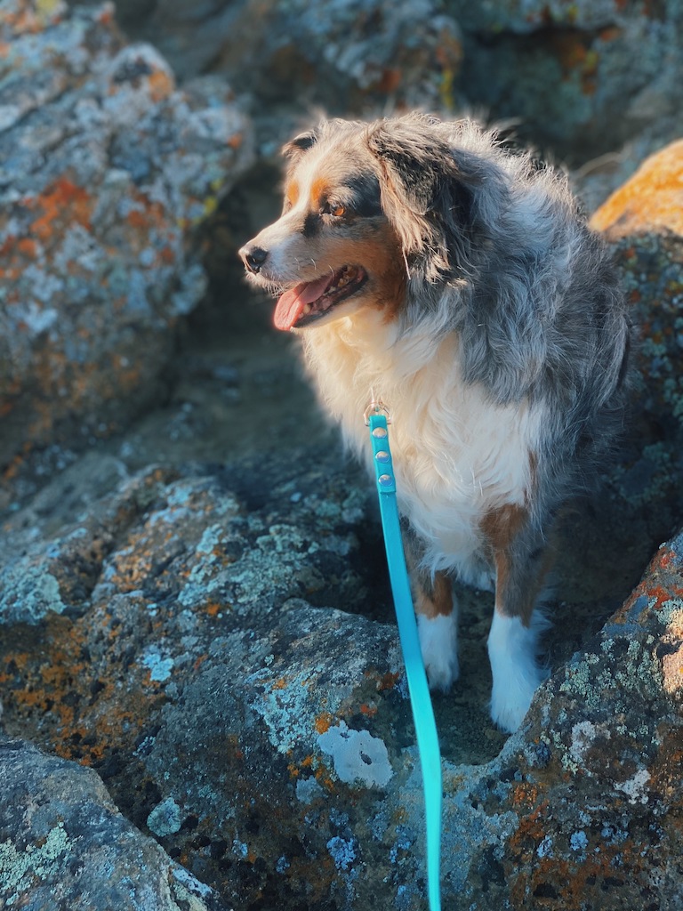 Fort Rock and Crack in the Ground with your dog The Dog Guide