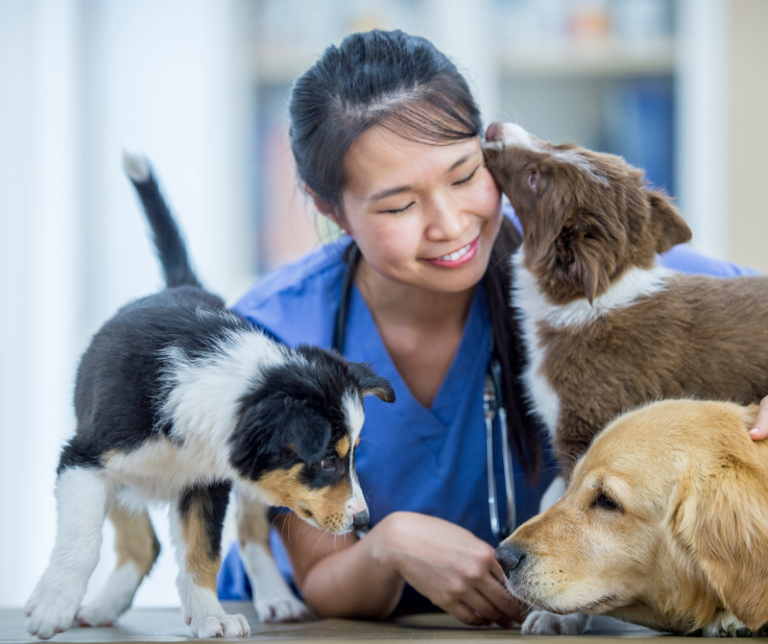 Ark Animal Clinic - The Dog Guide Bend-Oregon