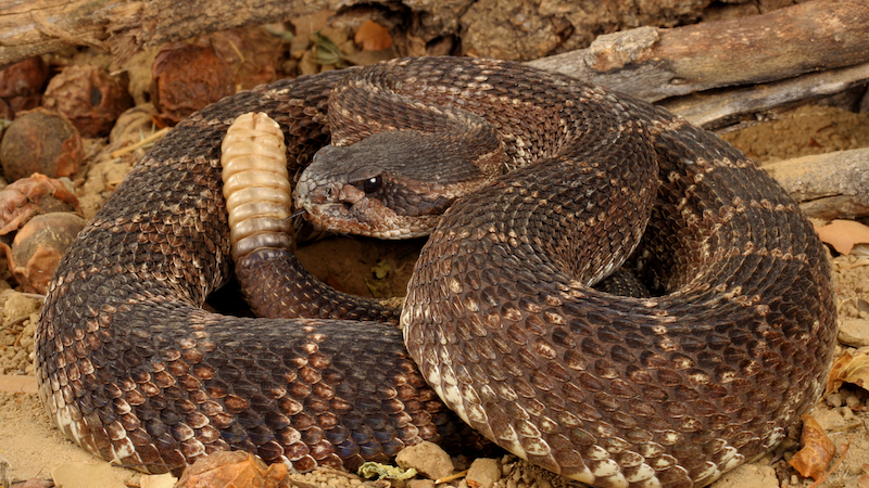 Rattlesnake Aversion Training