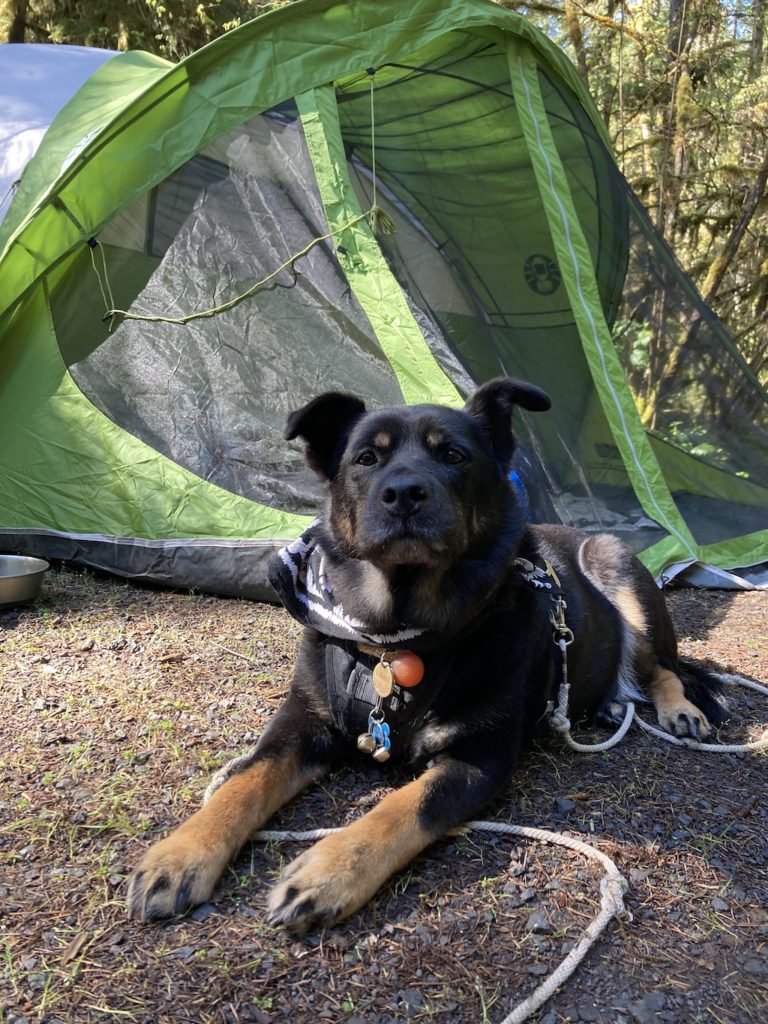 Link has come a long way since his first camping trip 