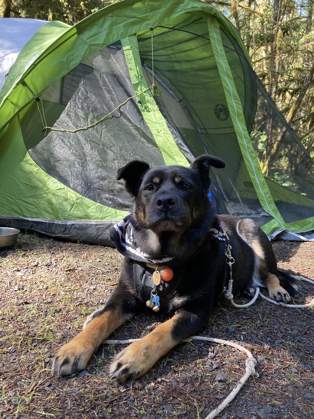 camping with an anxious dog